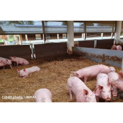 6 mai 2021 : Alimentation du porc en AB