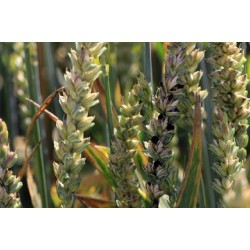 18 mars au 14 septembre 2021 : Carie du blé en AB, comprendre pour prévenir et gérer