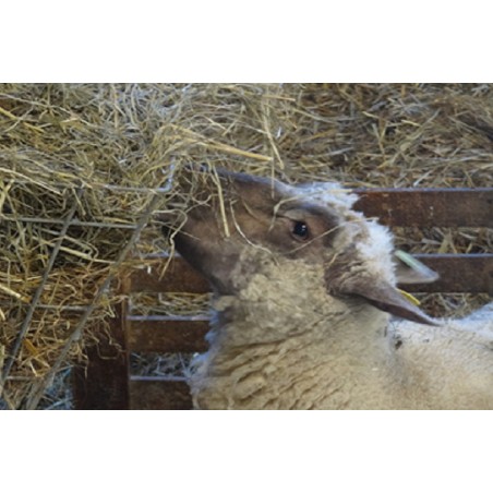 15 au 18 juin 2021 : Produire des agneaux en AB : repères techniques et économiques